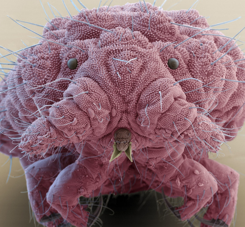 Fig. 1: Diving beetle larva, pretty harmless in real life at 2cms, kind of scary at the right magnification. (Image reproduced from https://cosmosmagazine.com/biology/micro-monsters-up-close-and-personal, credit: EYE OF SCIENCE / SCIENCE PHOTO LIBRARY / GETTY IMAGES.)